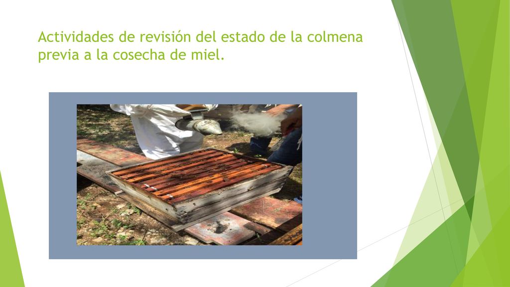 Actividades de revisión del estado de la colmena previa a la cosecha de miel.