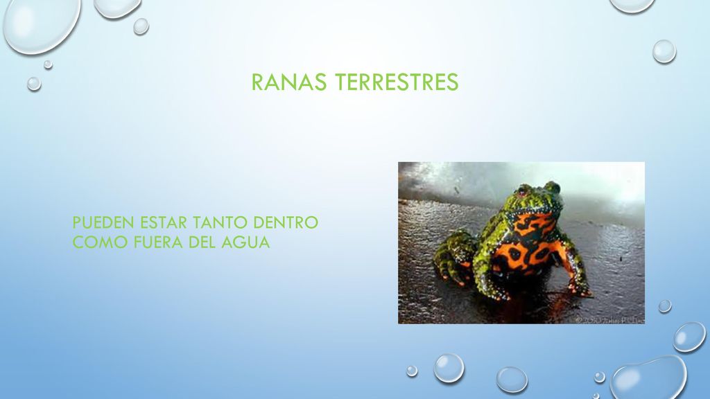 RANAS TERRESTRES PUEDEN ESTAR TANTO DENTRO COMO FUERA DEL AGUA