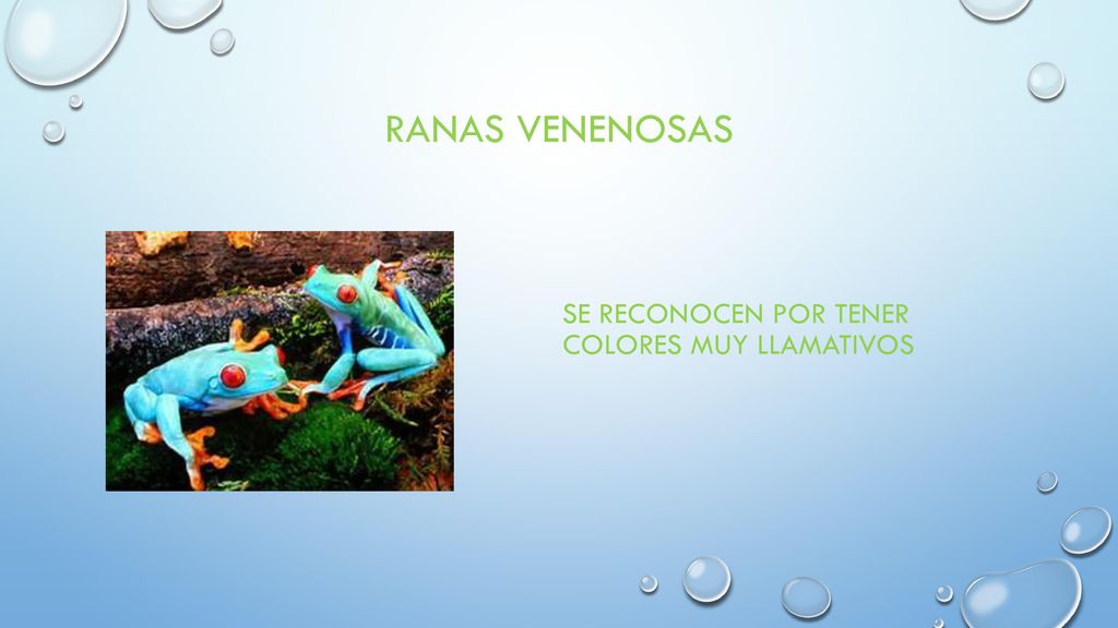 RANAS VENENOSAS SE RECONOCEN POR TENER COLORES MUY LLAMATIVOS