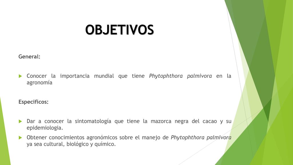 OBJETIVOS General: Conocer la importancia mundial que tiene Phytophthora palmivora en la agronomía.