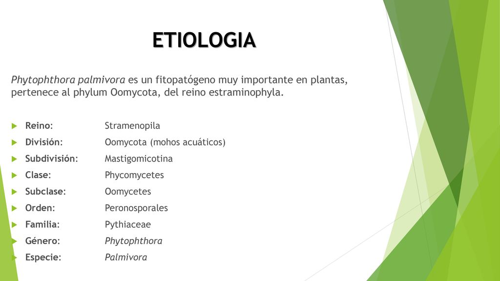 ETIOLOGIA Phytophthora palmivora es un fitopatógeno muy importante en plantas, pertenece al phylum Oomycota, del reino estraminophyla.