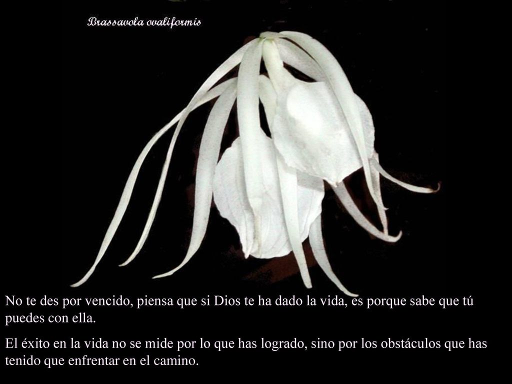 No te des por vencido, piensa que si Dios te ha dado la vida, es porque sabe que tú puedes con ella.