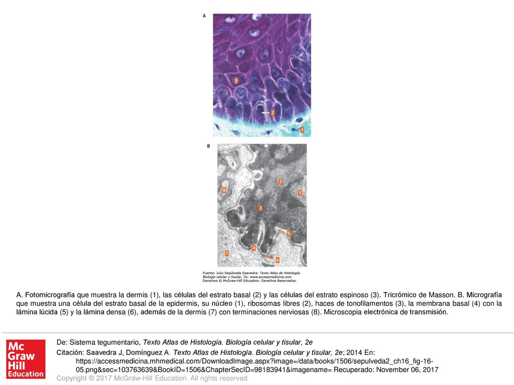 A. Fotomicrografía que muestra la dermis (1), las células del estrato basal (2) y las células del estrato espinoso (3). Tricrómico de Masson. B. Micrografía que muestra una célula del estrato basal de la epidermis, su núcleo (1), ribosomas libres (2), haces de tonofilamentos (3), la membrana basal (4) con la lámina lúcida (5) y la lámina densa (6), además de la dermis (7) con terminaciones nerviosas (8). Microscopia electrónica de transmisión.