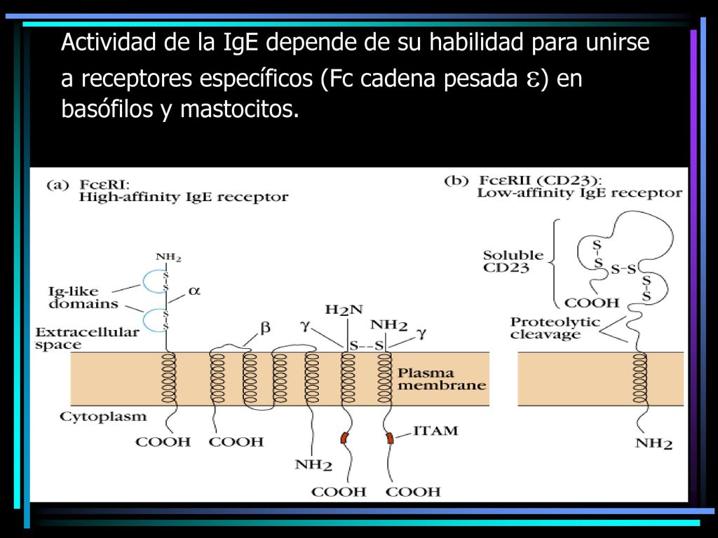 Actividad de la IgE depende de su habilidad para unirse a receptores específicos (Fc cadena pesada ) en basófilos y mastocitos.