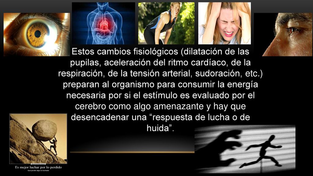 Estos cambios fisiológicos (dilatación de las pupilas, aceleración del ritmo cardíaco, de la respiración, de la tensión arterial, sudoración, etc.) preparan al organismo para consumir la energía necesaria por si el estímulo es evaluado por el cerebro como algo amenazante y hay que desencadenar una respuesta de lucha o de huida .