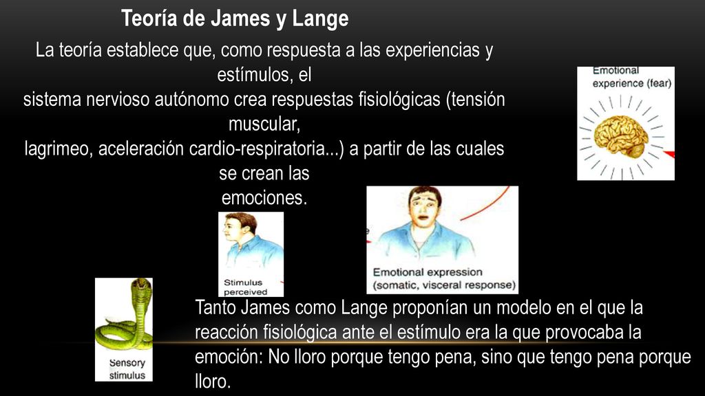 Teoría de James y Lange La teoría establece que, como respuesta a las experiencias y estímulos, el.