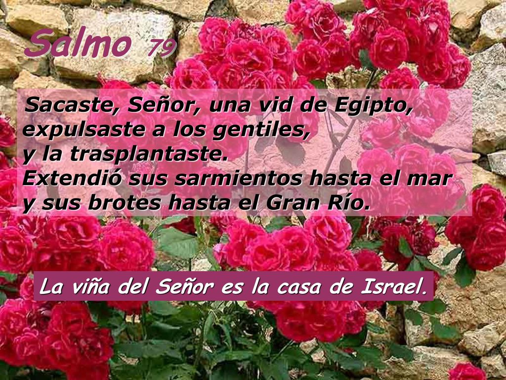 Salmo 79 La viña del Señor es la casa de Israel.