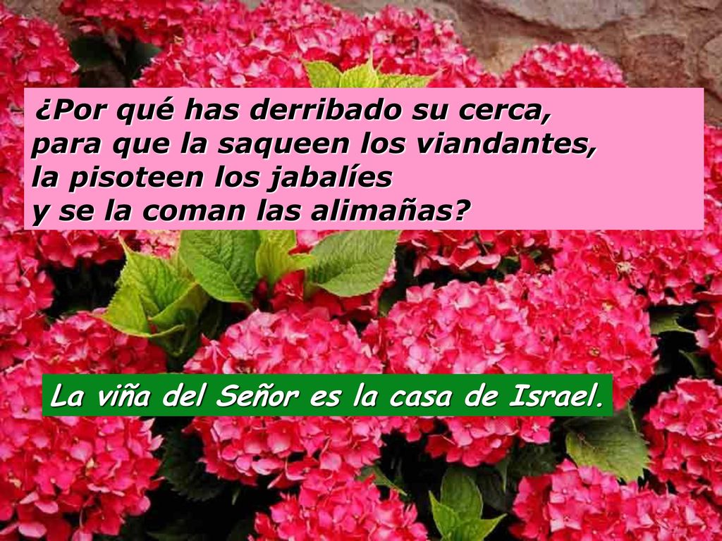 La viña del Señor es la casa de Israel.