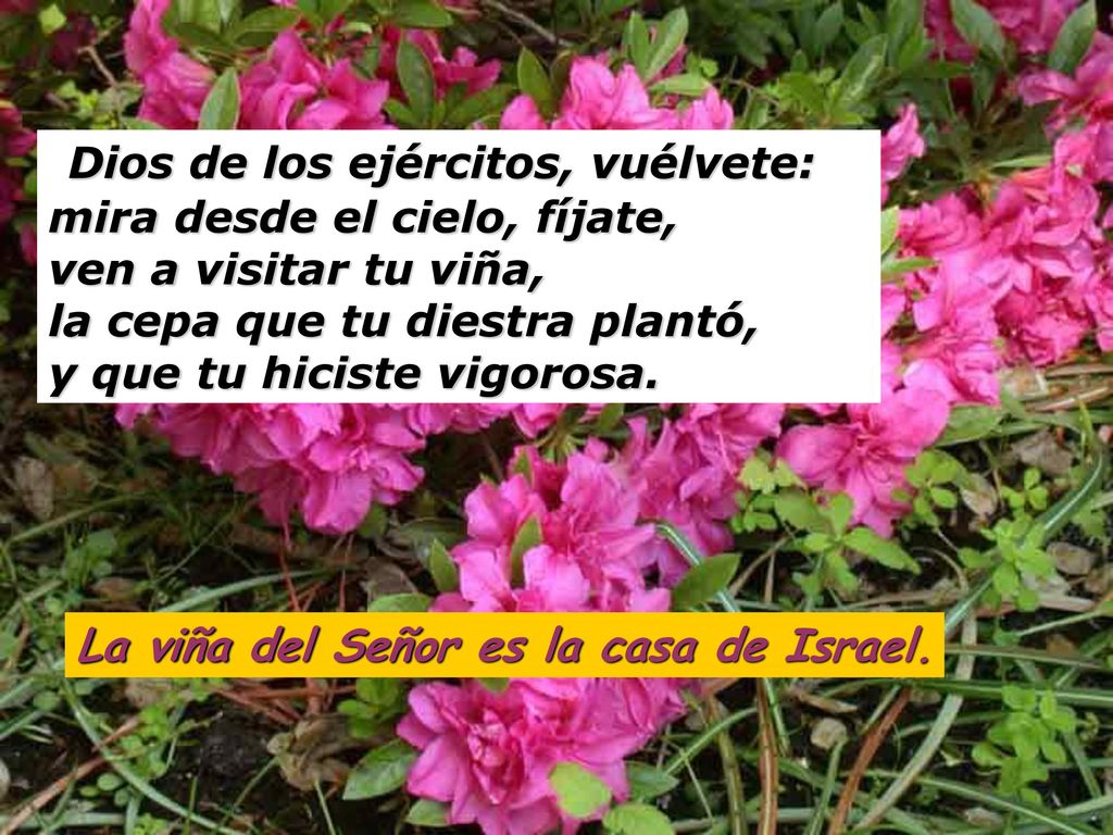 Dios de los ejércitos, vuélvete: mira desde el cielo, fíjate, ven a visitar tu viña, la cepa que tu diestra plantó, y que tu hiciste vigorosa.