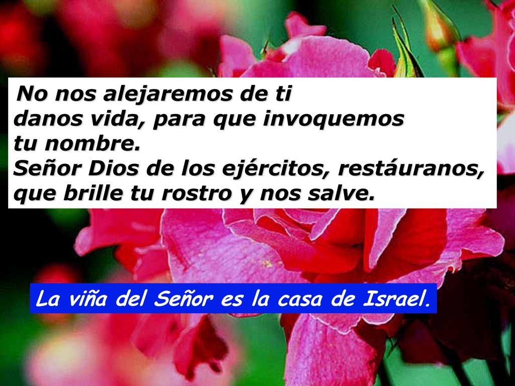 La viña del Señor es la casa de Israel.