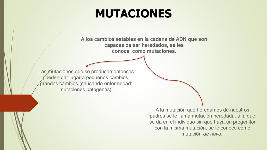 MUTACIONES A los cambios estables en la cadena de ADN que son capaces de ser heredados, se les conoce como mutaciones.