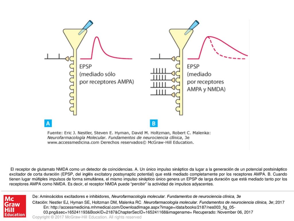 El receptor de glutamato NMDA como un detector de coincidencias. A