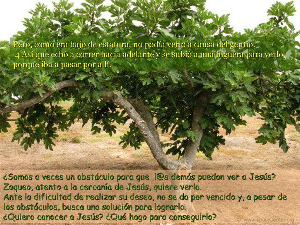 Pero, como era bajo de estatura, no podía verlo a causa del gentío
