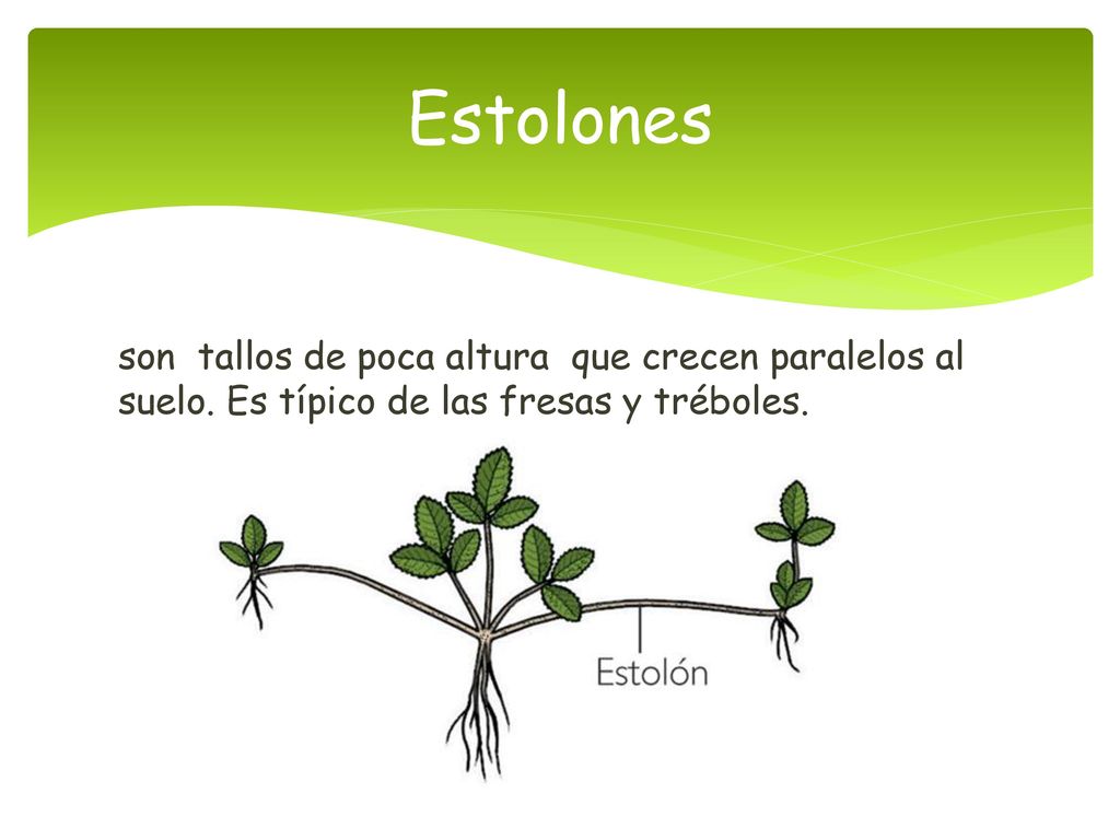 Estolones son tallos de poca altura que crecen paralelos al suelo.