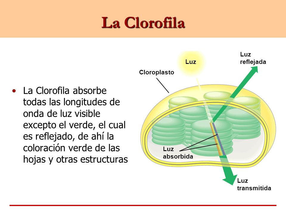 La Clorofila Luz. Cloroplasto. Luz reflejada. absorbida. transmitida.