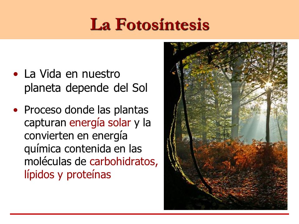La Fotosíntesis La Vida en nuestro planeta depende del Sol
