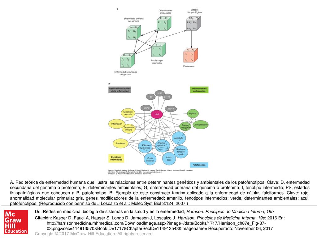 A. Red teórica de enfermedad humana que ilustra las relaciones entre determinantes genéticos y ambientales de los patofenotipos. Clave: D, enfermedad secundaria del genoma o proteoma; E, determinantes ambientales; G, enfermedad primaria del genoma o proteoma; I, fenotipo intermedio; PS, estados fisiopatológicos que conducen a P, patofenotipo. B. Ejemplo de este constructo teórico aplicado a la enfermedad de células falciformes. Clave: rojo, anormalidad molecular primaria; gris, genes modificadores de la enfermedad; amarillo, fenotipos intermedios; verde, determinantes ambientales; azul, patofenotipos. (Reproducido con permiso de J Loscalzo et al.: Molec Syst Biol 3:124, 2007.)