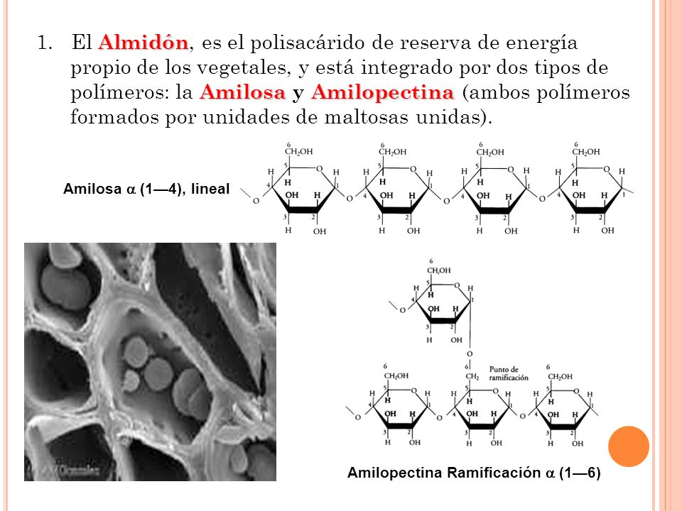 1. El Almidón, es el polisacárido de reserva de energía propio de los vegetales, y está integrado por dos tipos de polímeros: la Amilosa y Amilopectina (ambos polímeros formados por unidades de maltosas unidas).