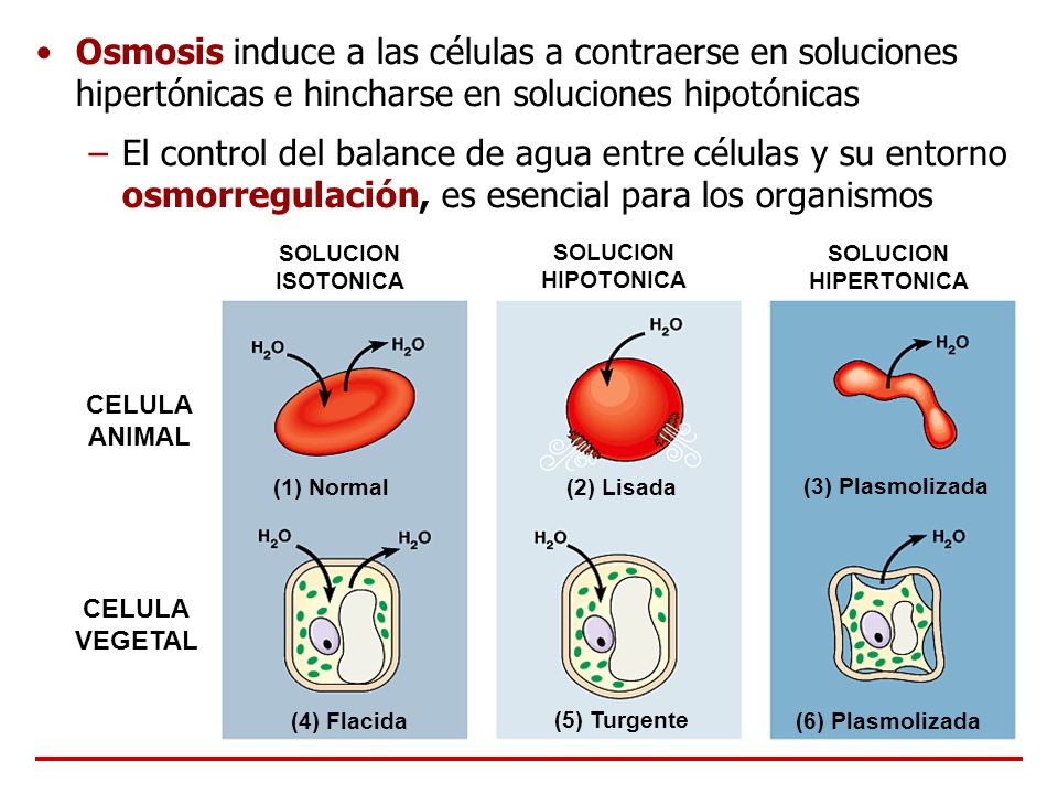 Osmosis induce a las células a contraerse en soluciones hipertónicas e hincharse en soluciones hipotónicas