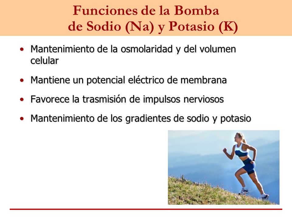 Funciones de la Bomba de Sodio (Na) y Potasio (K)