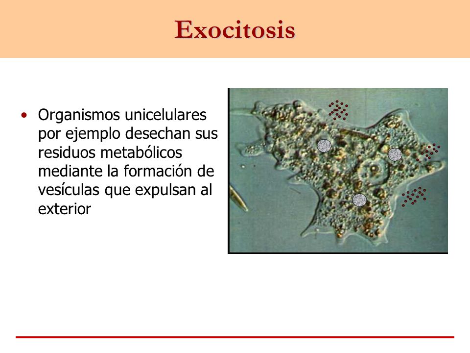 Exocitosis Organismos unicelulares por ejemplo desechan sus residuos metabólicos mediante la formación de vesículas que expulsan al exterior.