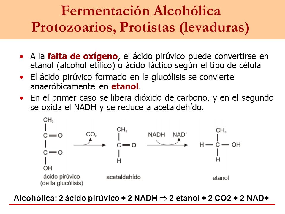 Fermentación Alcohólica Protozoarios, Protistas (levaduras)