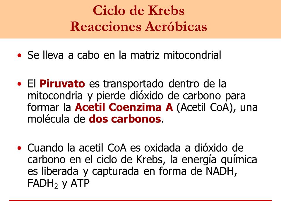 Ciclo de Krebs Reacciones Aeróbicas