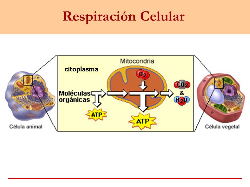 Respiración Celular citoplasma
