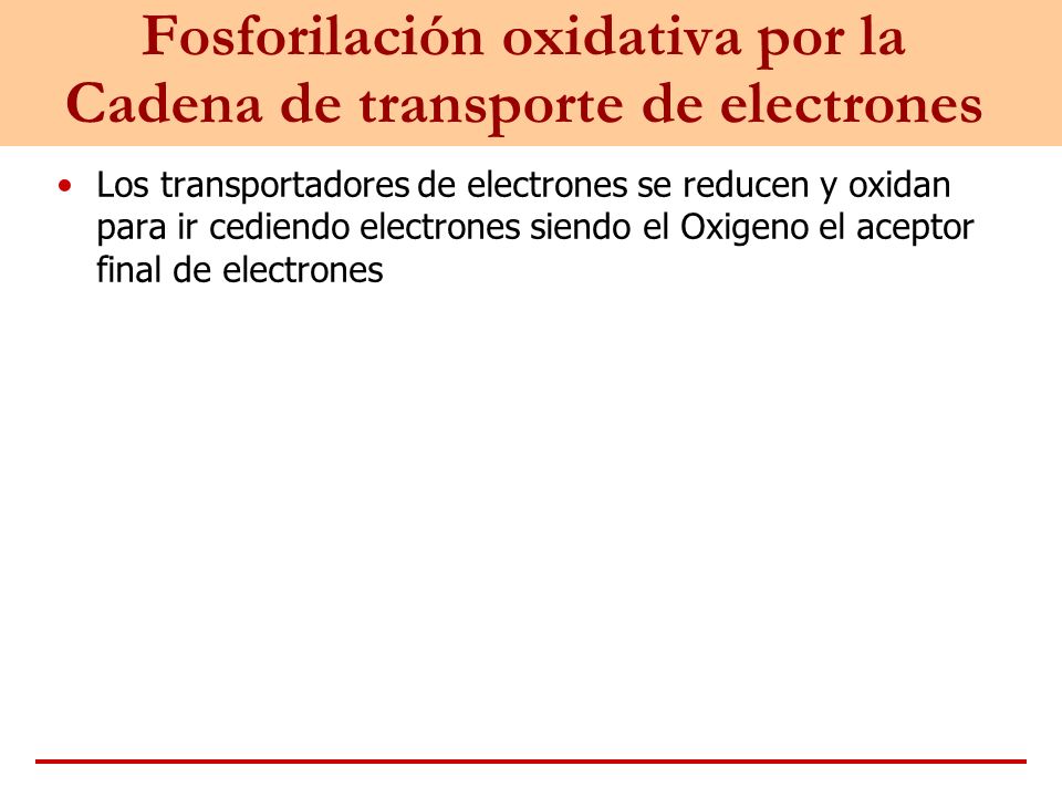 Fosforilación oxidativa por la Cadena de transporte de electrones