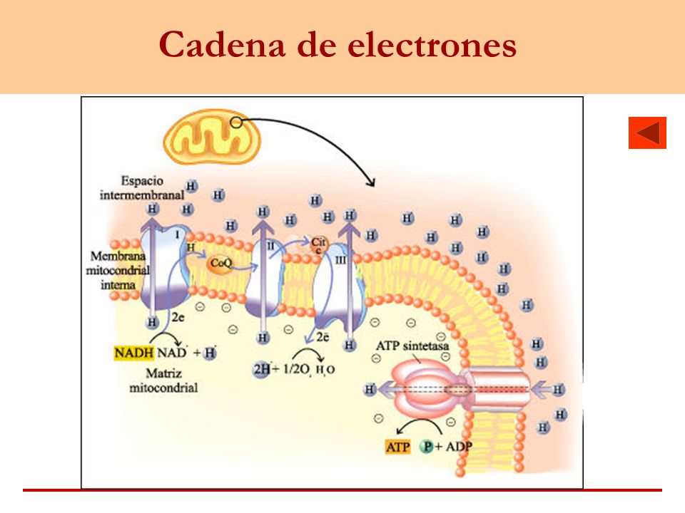 Cadena de electrones