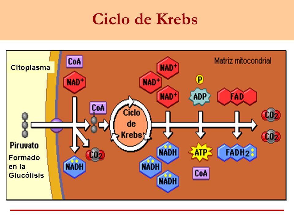 Ciclo de Krebs Citoplasma Formado en la Glucólisis