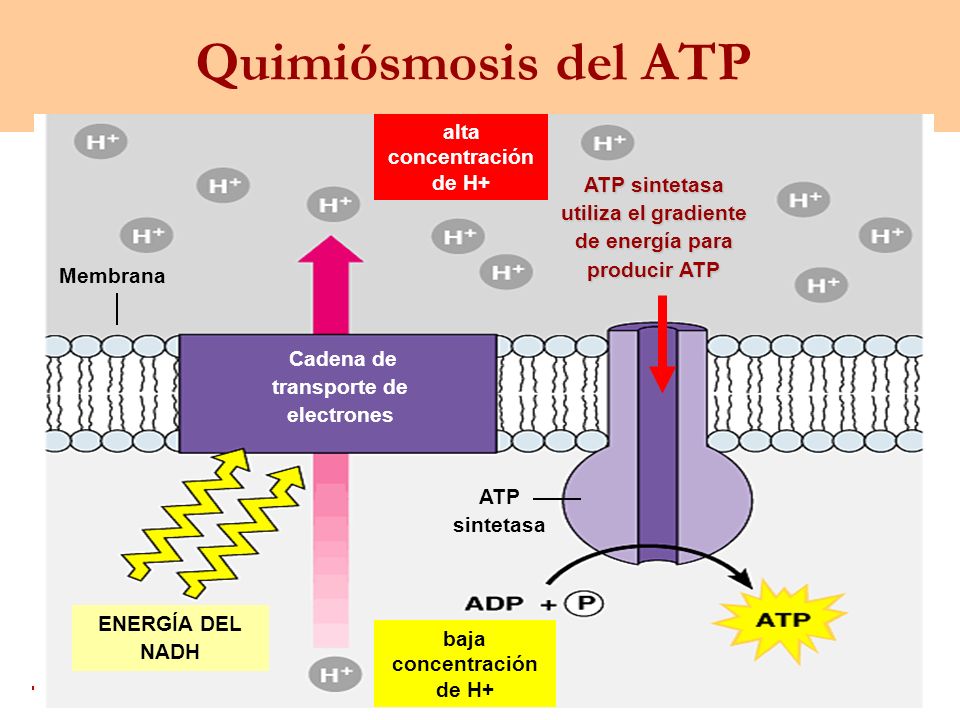 Quimiósmosis del ATP alta concentración de H+