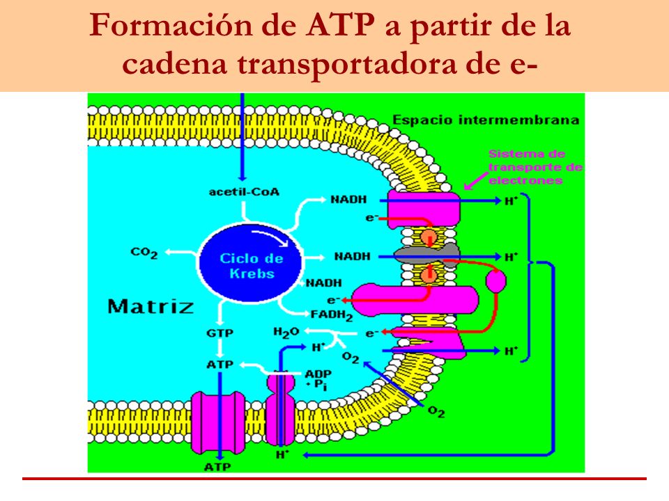 Formación de ATP a partir de la cadena transportadora de e-