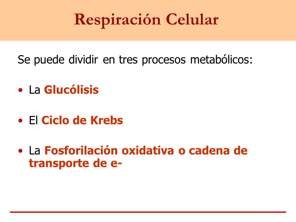 Respiración Celular Se puede dividir en tres procesos metabólicos: