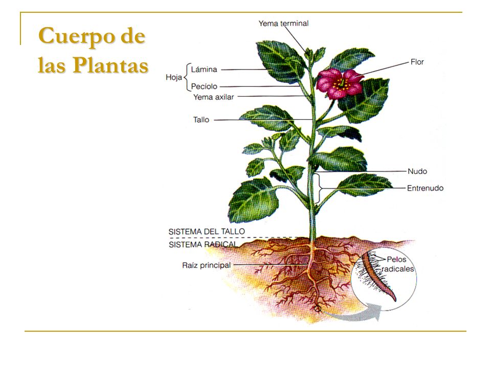 Las Plantas Niveles de Organización - ppt video online descargar