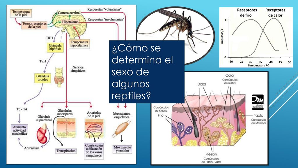 Termorreceptores ¿Cómo se determina el sexo de algunos reptiles