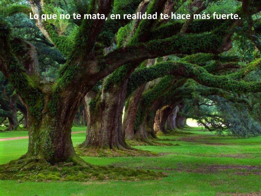 Lo que no te mata, en realidad te hace más fuerte.