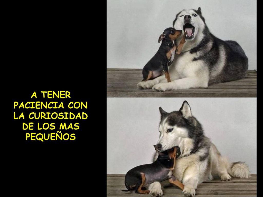 A TENER PACIENCIA CON LA CURIOSIDAD DE LOS MAS PEQUEÑOS
