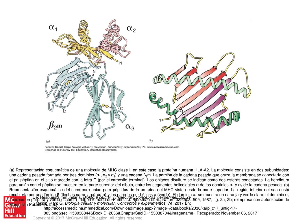 (a) Representación esquemática de una molécula de MHC clase I, en este caso la proteína humana HLA-A2. La molécula consiste en dos subunidades: una cadena pesada formada por tres dominios (α1, α2 y α3) y una cadena β2m. La porción de la cadena pesada que cruza la membrana se conectaría con el polipéptido en el sitio marcado con la letra C (por el carboxilo terminal). Los enlaces disulfuro se indican como dos esferas conectadas. La hendidura para unión con el péptido se muestra en la parte superior del dibujo, entre los segmentos helicoidales α de los dominios α1 y α2 de la cadena pesada. (b) Representación esquemática del saco para unión para péptidos de la proteína del MHC vista desde la parte superior. La región inferior del saco está recubierta por una lámina β (flechas naranja-púrpura) y las paredes por hélices α (verde). El dominio α1 se muestra en naranja y verde claro; el dominio α2 aparece en púrpura y verde oscuro. (Imagen tomada de Pamela J. Bjorkman et al., Nature 329:508, 509, 1987, fig. 2a, 2b; reimpresa con autorización de Macmillan Publishers Ltd.)