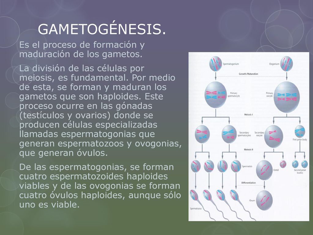 GAMETOGÉNESIS. Es el proceso de formación y maduración de los gametos.