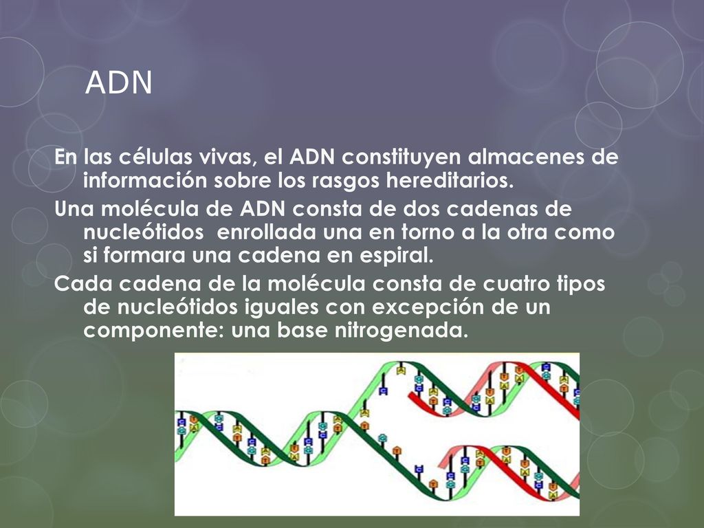 ADN En las células vivas, el ADN constituyen almacenes de información sobre los rasgos hereditarios.