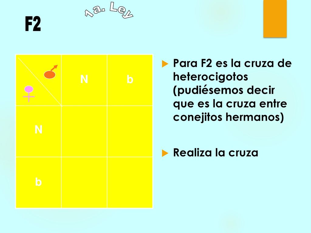 1a. Ley F2. N. b. Para F2 es la cruza de heterocigotos (pudiésemos decir que es la cruza entre conejitos hermanos)
