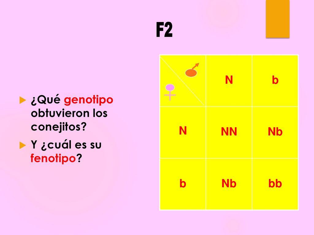 F2 ¿Qué genotipo obtuvieron los conejitos Y ¿cuál es su fenotipo N b