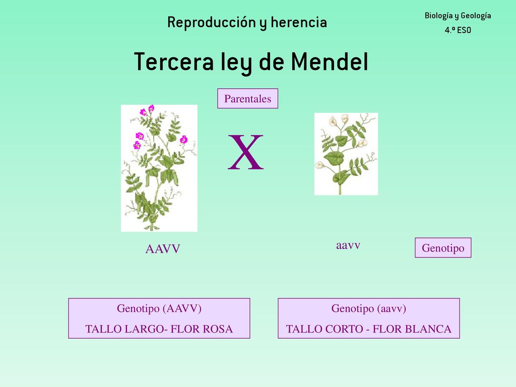 X Tercera ley de Mendel Reproducción y herencia aavv aavv AAVV