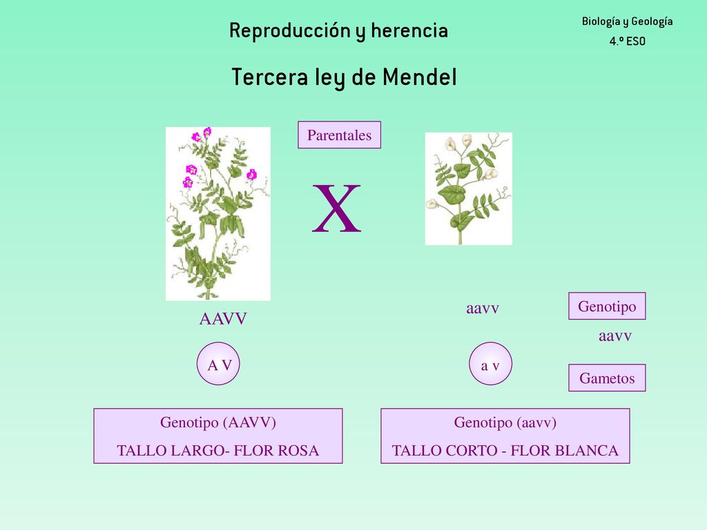 X Tercera ley de Mendel Reproducción y herencia aavv AAVV aavv