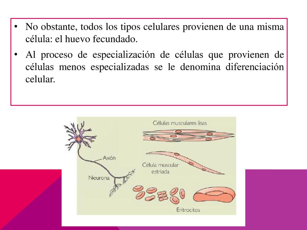 No obstante, todos los tipos celulares provienen de una misma célula: el huevo fecundado.