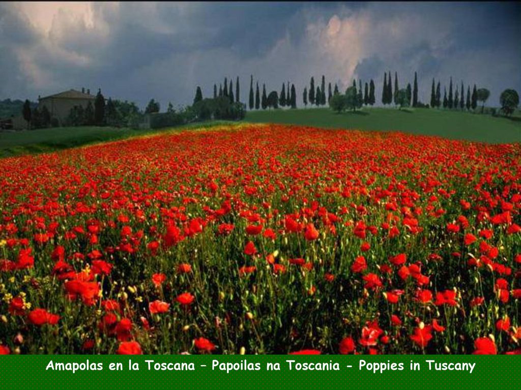 Amapolas en la Toscana – Papoilas na Toscania - Poppies in Tuscany