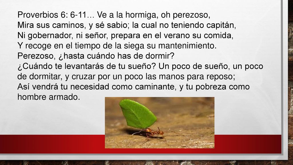 Proverbios 6: 6-11… Ve a la hormiga, oh perezoso, Mira sus caminos, y sé sabio; la cual no teniendo capitán, Ni gobernador, ni señor, prepara en el verano su comida, Y recoge en el tiempo de la siega su mantenimiento.
