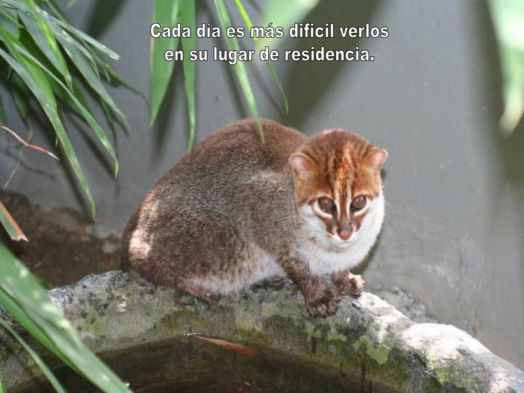 Cada día es más dificil verlos en su lugar de residencia.