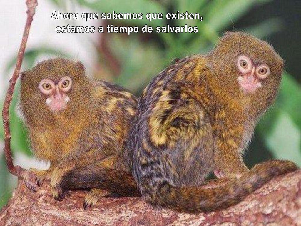 Ahora que sabemos que existen, estamos a tiempo de salvarlos